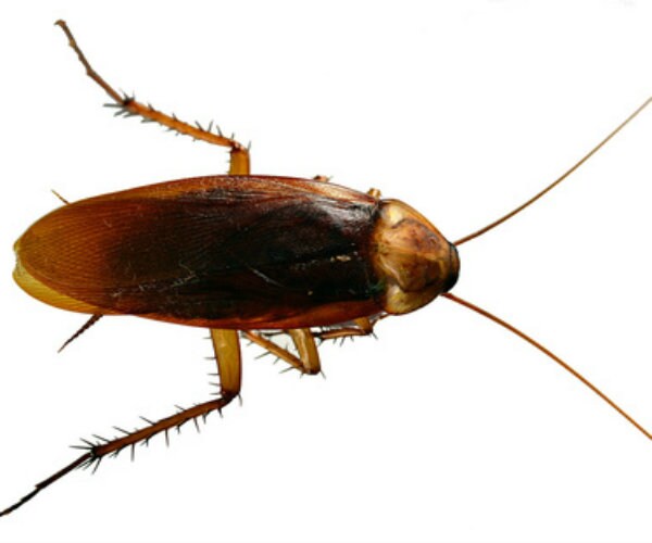 'Bug Bombs' Continue to Cause Sickness