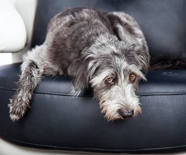 Study: Yelling at Dogs Leaves Them Scared for the Long Term