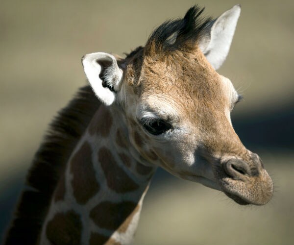 April the Giraffe in NY Has Calf Before 1.2 Million Online