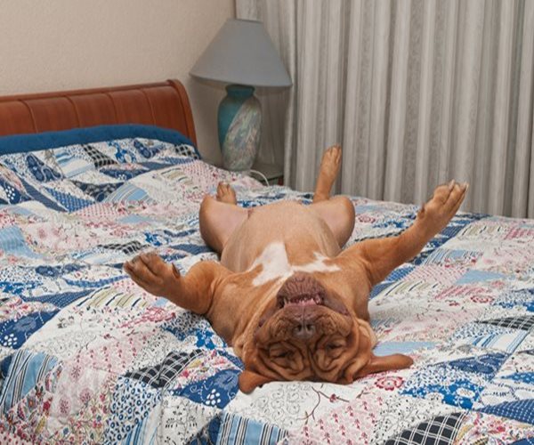 Does Sleeping With Your Dog Help You Sleep?