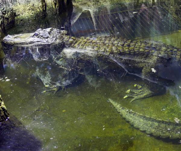 alligator in a pool of water