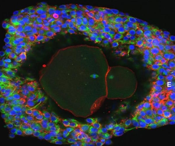 Human Eggs Grown in Lab to Maturity for First Time