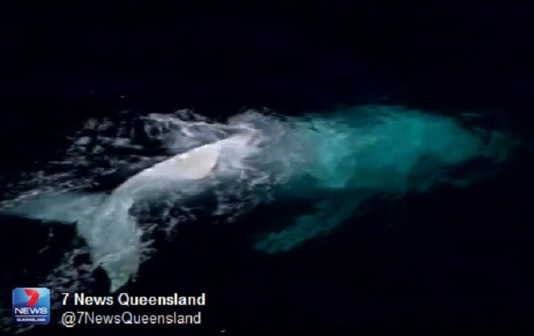 White Whale, Ho! Rare Sighting of Migaloo – or Is It Junior? 