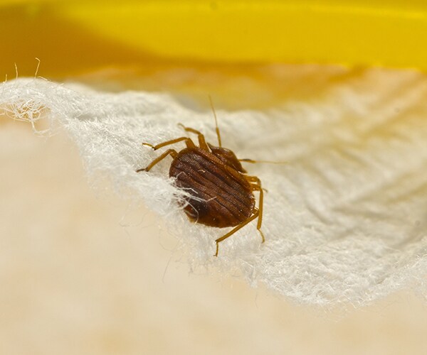 Bed Bug Fire: Teen Trying to Kill Pests Starts $300K Blaze