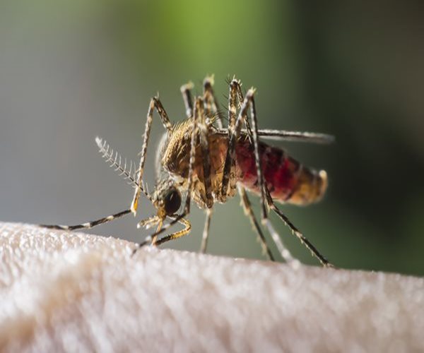 Adult Mosquitoes Can Pass Zika to Their Offspring