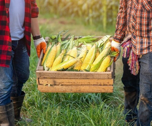 Coronavirus Spreads Among Fruit, Vegetable Packers, Worrying US Officials