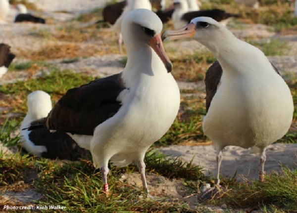 64-Year-Old Albatross With 6M Miles on Birdometer Still Mating