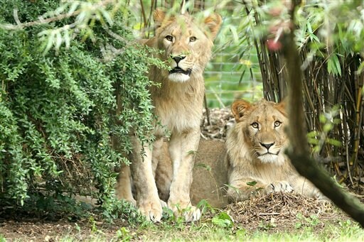 1 Lion Recaptured, 1 Killed after Escape at German Zoo