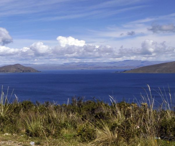 Lake Titicaca 'Scrotum Frogs,' Already Rare, Dying at Alarming Rate