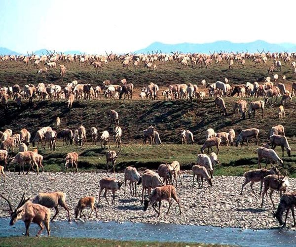 US to Sell Alaska Oil, Gas Leases for 1st Time Since 2019