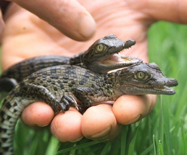 Angry Indonesian Mob Slaughters 292 Crocodiles After Villager Killed