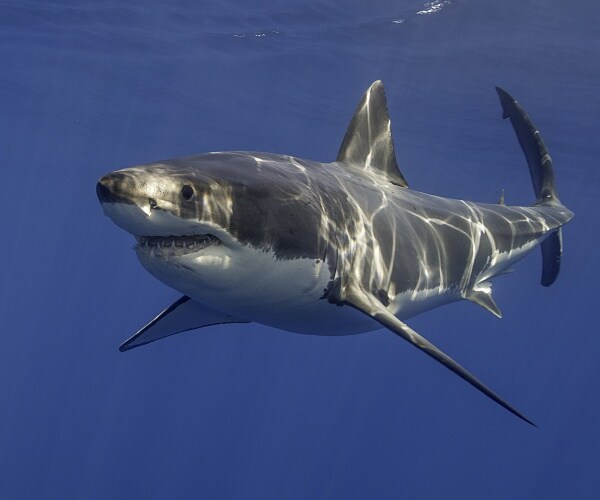 great white shark is seen underwater with light shining on it