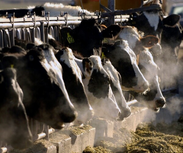 dairy cows on a dairy farm