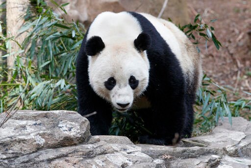 US-born Panda Bao Bao Lands in China after Leaving DC Zoo