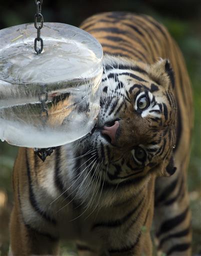 Fruit Pops on Offer at the Rome Zoo as Summer Temps Soar