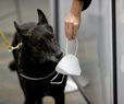 Miami International Airport First In US To Test COVID Detector Dogs