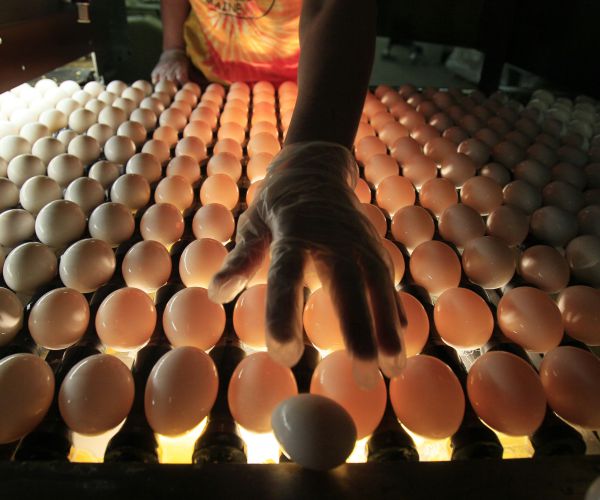 An Egg a Day May Keep the Doctor Away, Study Claims