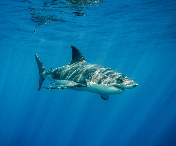 UK Shark Attack, a Rarity, Seriously Wounds 21-Year-Old Man