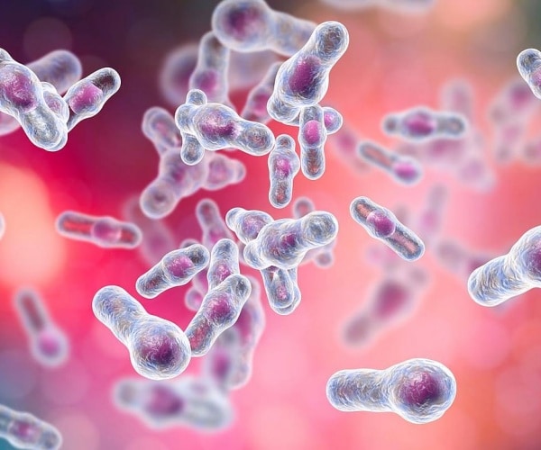 microscopic view of C. difficile bacteria