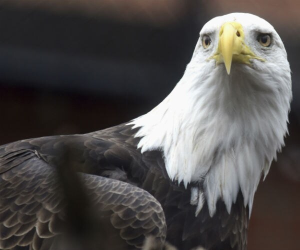 The Bald and the Bold: Eagles' Resurgence Comes at a Price