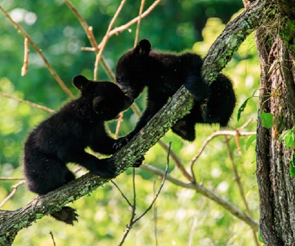 Bear Cubs Rescued by Virginia Trooper After Car Kills Mother