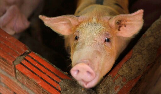 Asian Nations Scramble to Contain Pig Disease Outbreaks