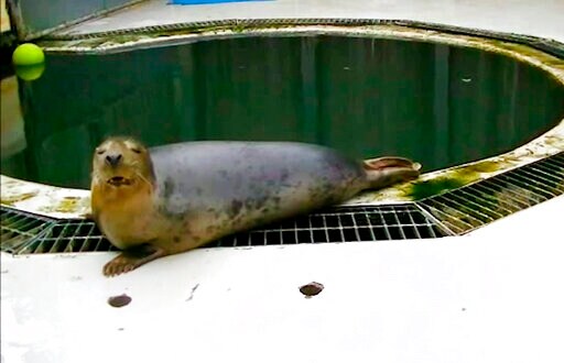 UK Study Shows Seal Singing 'Twinkle, Twinkle, Little Star'