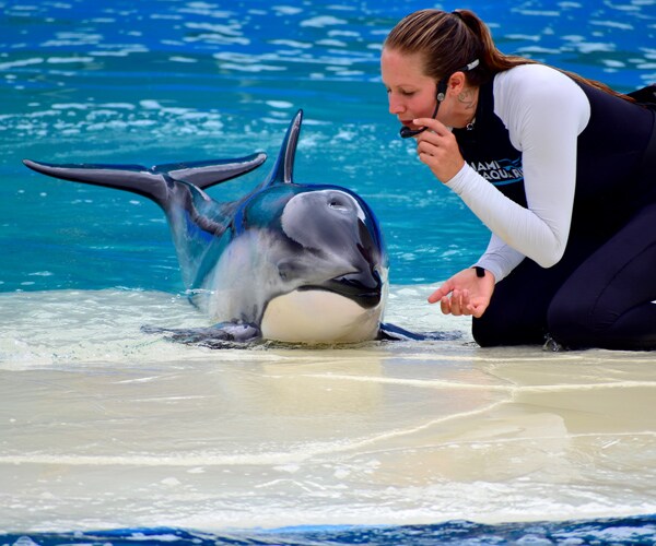 SeaWorld Job Cuts Follow Drops in Attendance