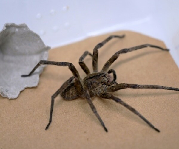Banana Spider Venom Spurs New ED Treatment