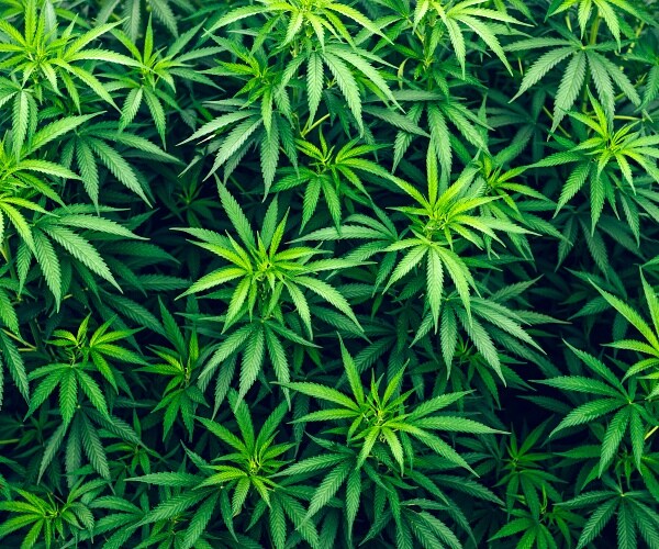 South Dakota Judge Disqualifies Approved Marijuana Amendment