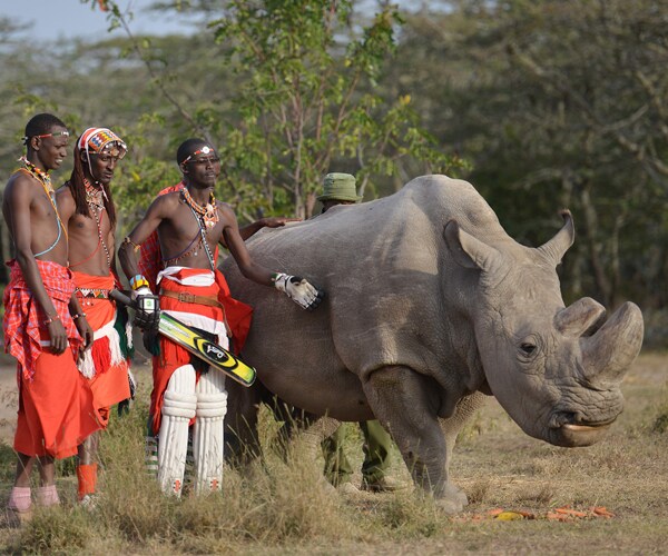 Last Male Northern Subspecies of White Rhinos Dies