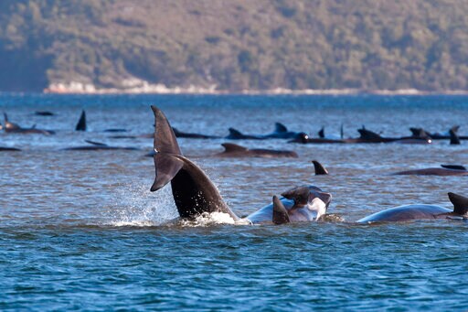 Still No Cause for Mass Pilot Whale Stranding in Australia