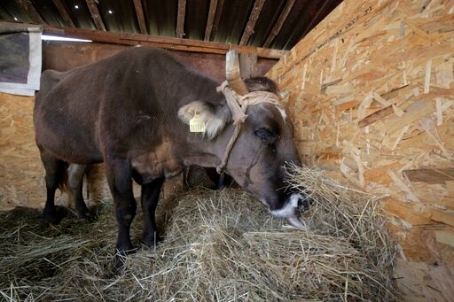Her Life Saved, Bulgarian Cow Penka Waits to Rejoin Herd