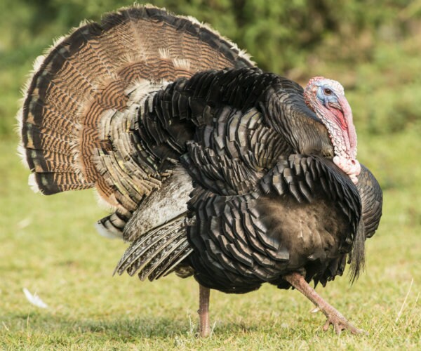 CDC Closely Monitoring New Bird Flu Outbreak