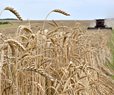 Wheat Prices Up in US After Russia Exits Deal