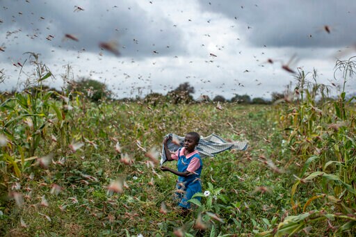 'This Is Huge': Locust Swarms Destroy Crops in East Africa