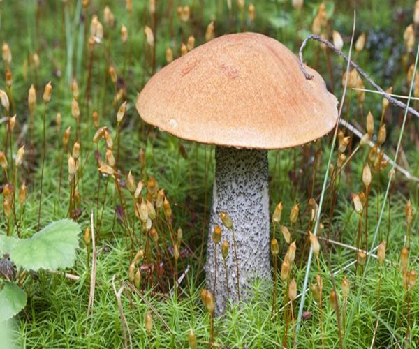 Can Mushrooms Treat Dementia and Alzheimer's?