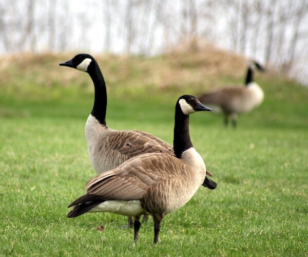 75 Geese Shot and Dumped in Missouri, Officials Seek Suspect