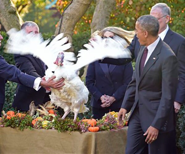 Turkeys to Be Pardoned Check In to Luxury Hotel Ahead of White House Ceremony