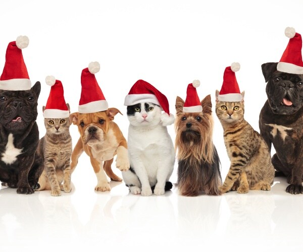 pets dressed up in holiday outfits