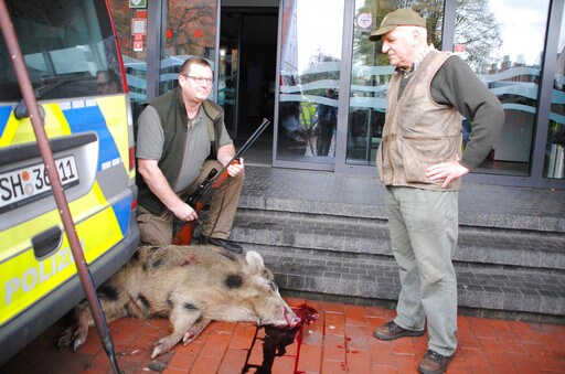 Wild Boars Rampage through German Town, Injure at Least 4