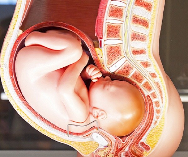 illustration of baby in womb