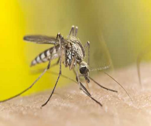 Hawaii Faces Outbreak of Dengue Fever
