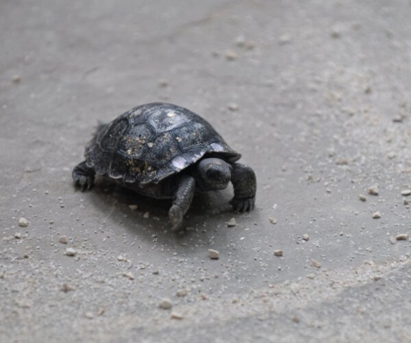 Giant Galapagos Has Zoo in Gleeful Frenzy Over Tortoise Hatchlings
