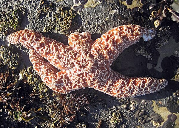 Starfish 'Wasting' Disease Is Tearing Sea Stars Apart