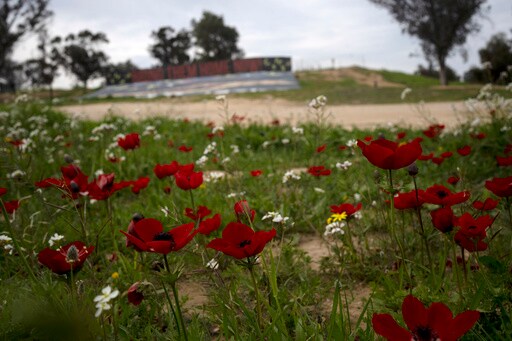 Southern Israel Was Filled with Blood and Death. Brilliant Red Wildflowers Now Bloom among the Ashes
