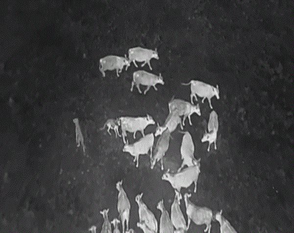 Drones Blasting AC/DC and Scarlett Johansson Are Helping Biologists Protect Cattle from Wolves