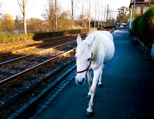 Wandering Horse: Strolling Mare Causes Stir in Frankfurt