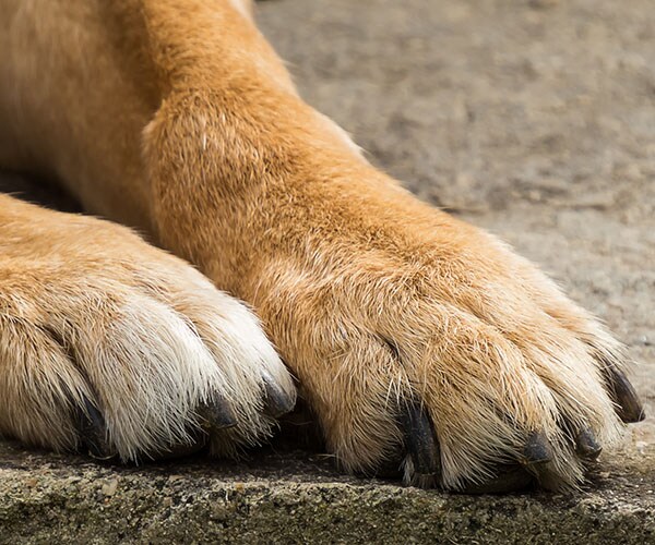 Animal Shelter Fire in Quebec Leaves More Than 70 Animals Dead