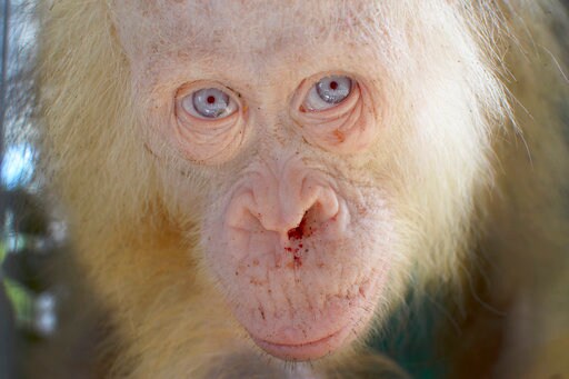 Name Sought for Rare Albino Orangutan Rescued in Indonesia